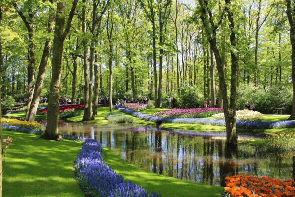 tulips_3583734_1920_1_.jpg