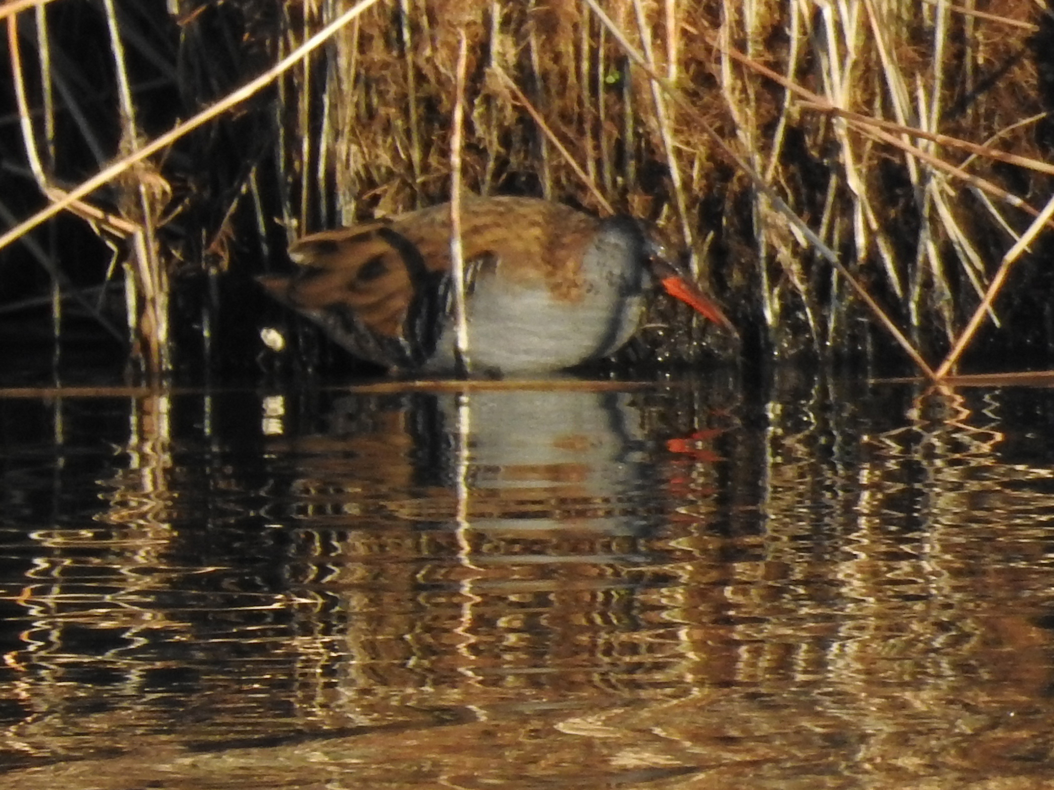 DSCN0339.jpg