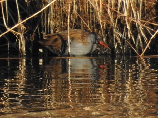DSCN0339.jpg