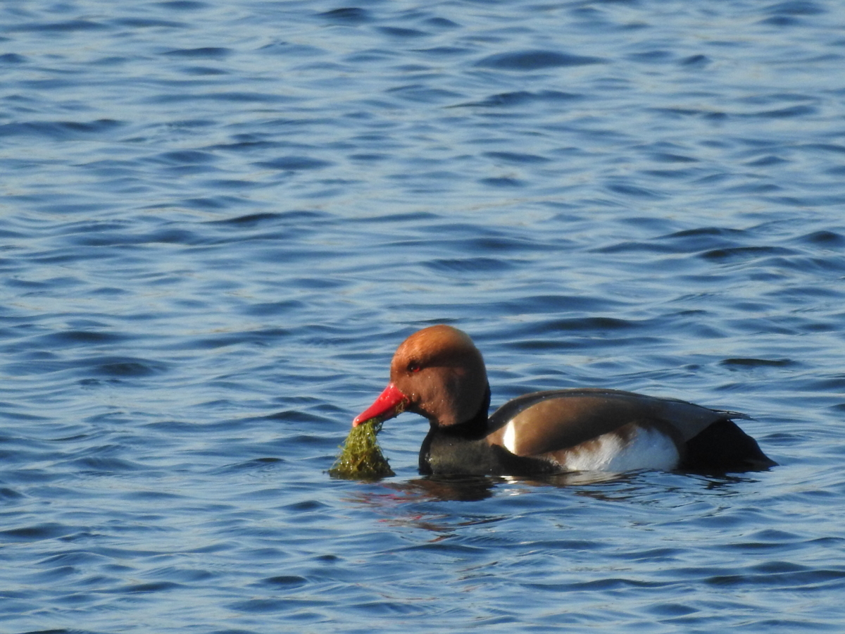 DSCN1517.JPG